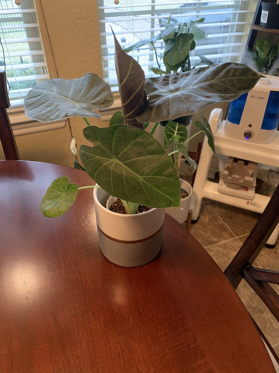 Customer photo review of 4" Alocasia Regal Shield