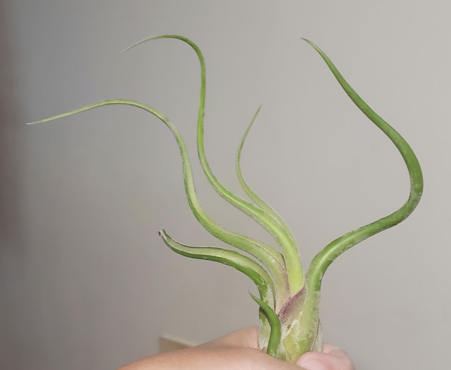 Customer photo review of Caput Medusae  (Beginner Friendly!)