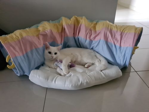 Customer photo review of ZEZE® CAT TUNNELS TOY CAT BED RAINBOW