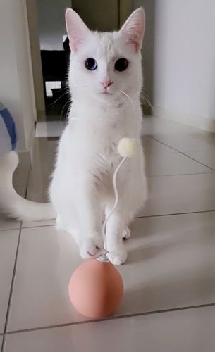 Customer photo review of Pidan®️ Balloon Cat Toy