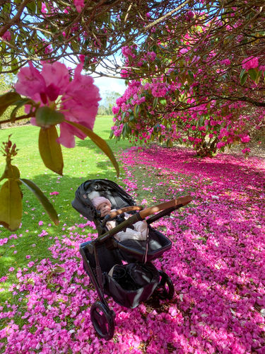 Customer photo review of Oscar Mx