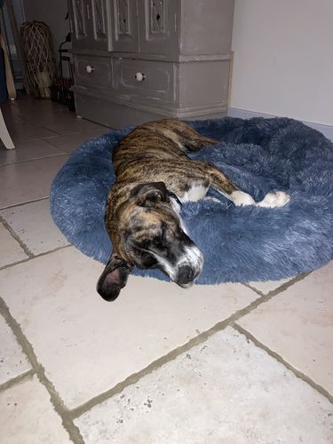 Customer photo review of Lit Apaisant Comfy® |  Pour Chien et Chat