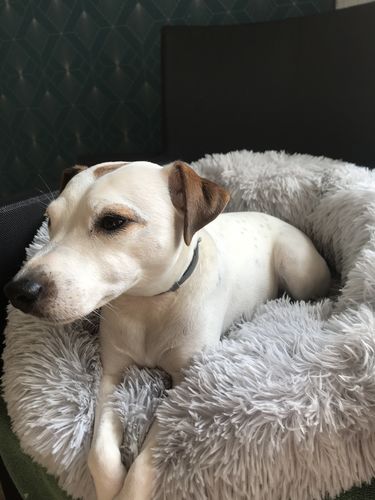 Customer photo review of Lit Apaisant Comfy® |  Pour Chien et Chat