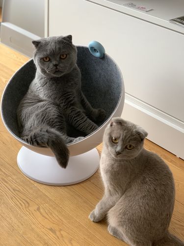 Customer photo review of Furrytail Boss Cat Bed, Elevated Cat Chair