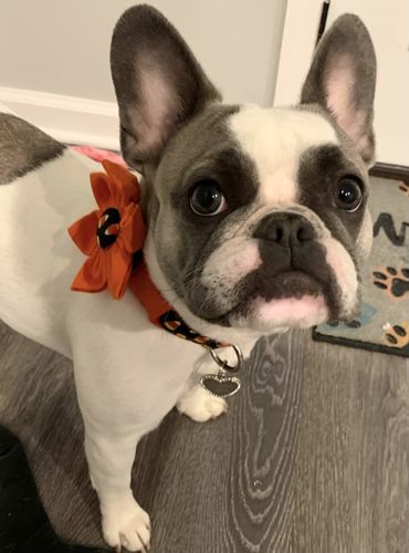 Customer photo review of Halloween dog collar Flower, Glow in the dark, Holiday candy corn collar, Black Orange Halloween collar, Girl puppy collar, Halloween gift
