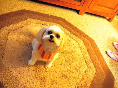 Customer photo review of Thanksgiving dog harness/ girl boy dog harness/ harvest dog harness vest/ holiday Fall dog harness