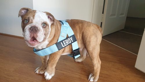 Customer photo review of DF Co. Sky Blue Dog Harness