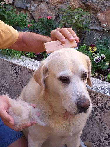 Customer photo review of Brosse Anti-Poils Chien, Chat, Cheval, Lapin | Original | Pilpoil®