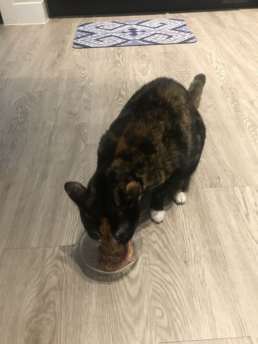 Customer photo review of Tuna & Salmon Recipe Flaked Dinner In Broth Adult Cat Food, 2.8-oz, Case of 12