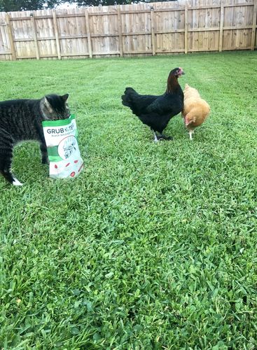 Customer photo review of GrubTerra Dried Larvae