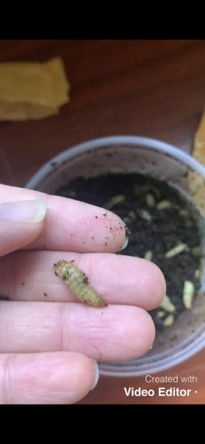 Customer photo review of GrubTerra Fresh Black Soldier Fly Larvae for Reptiles