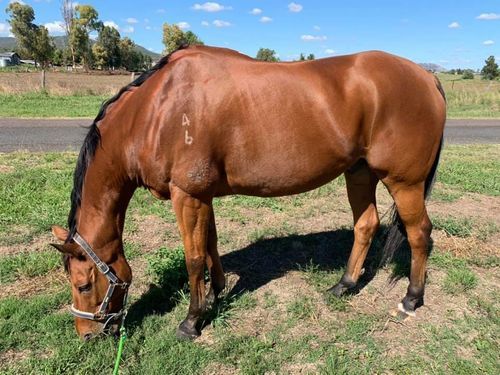 Customer photo review of Digestive VM