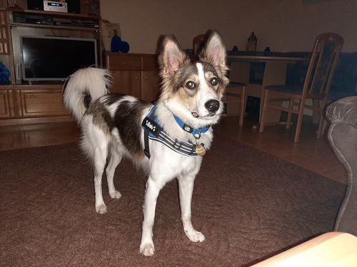 Customer photo review of Pfotenlove - Anti-Zug Personalisiertes Hundegeschirr – Premium Edition