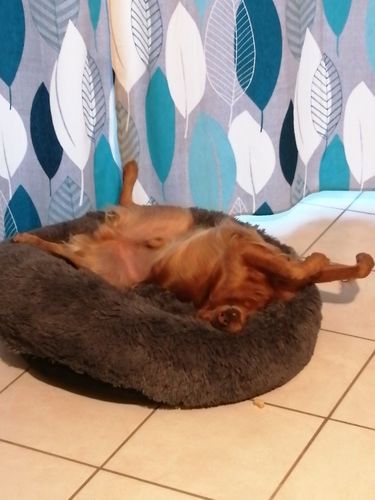 Customer photo review of Lit Apaisant Comfy® |  Pour Chien et Chat