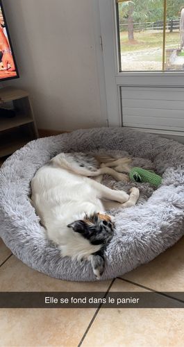 Customer photo review of Lit Apaisant Comfy® |  Pour Chien et Chat