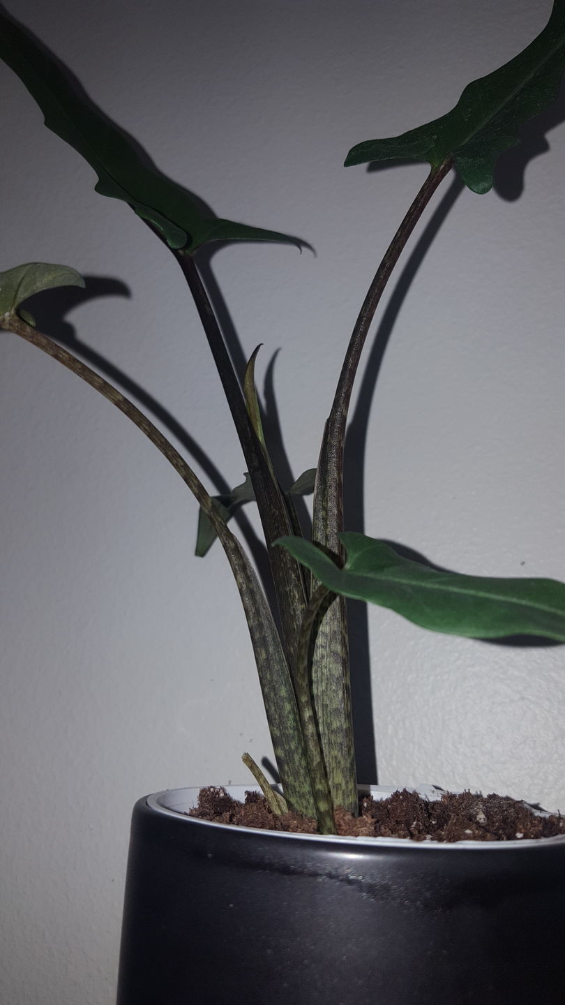Customer photo review of 4" Alocasia Lauterbachiana