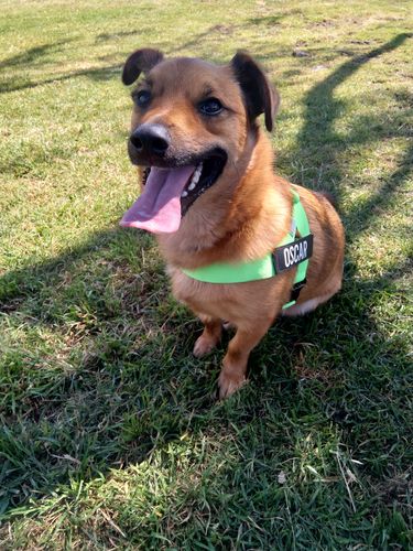 Customer photo review of DF Co. Neon Green Dog Harness