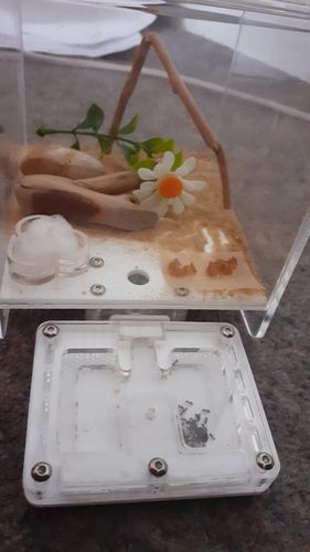 Customer photo review of AntKit Bundle 1