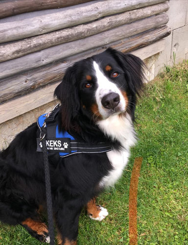 Customer photo review of Pfotenlove - Anti-Zug Personalisiertes Hundegeschirr – Premium Edition