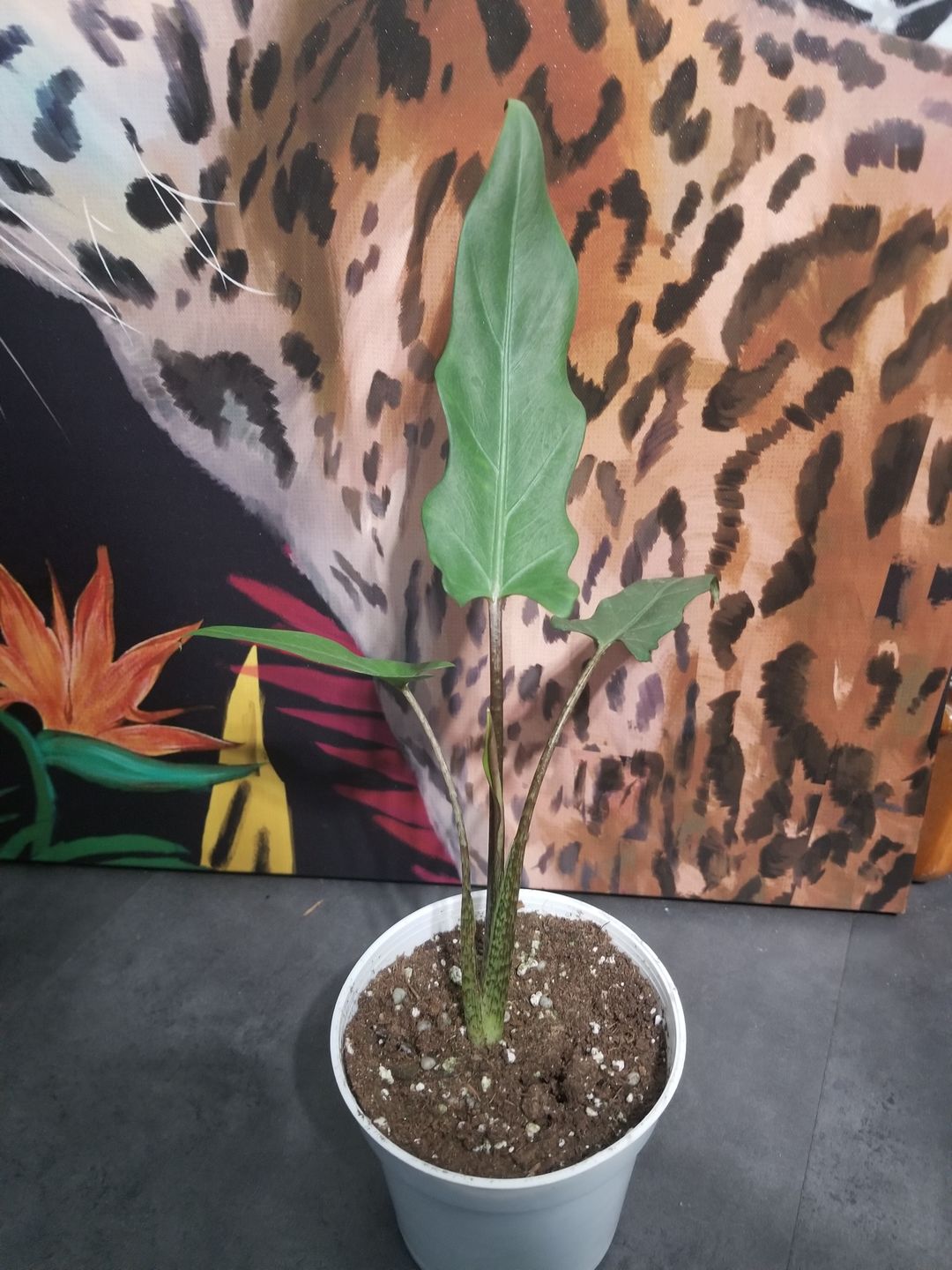 Customer photo review of 4" Alocasia Lauterbachiana