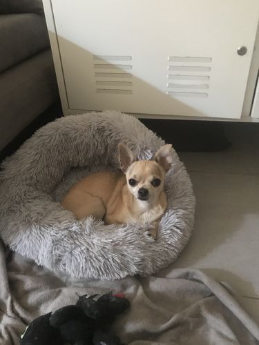 Customer photo review of Lit Apaisant Comfy® |  Pour Chien et Chat