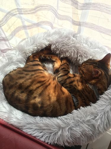 Customer photo review of Lit Apaisant Comfy® |  Pour Chien et Chat
