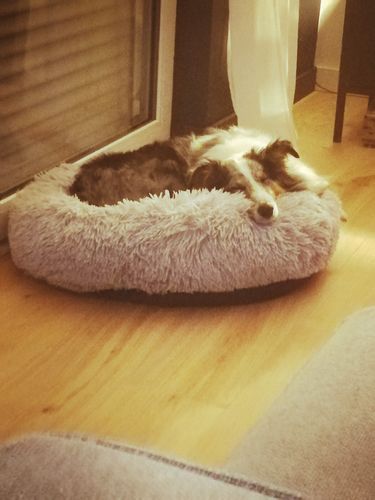 Customer photo review of Lit Apaisant Comfy® |  Pour Chien et Chat