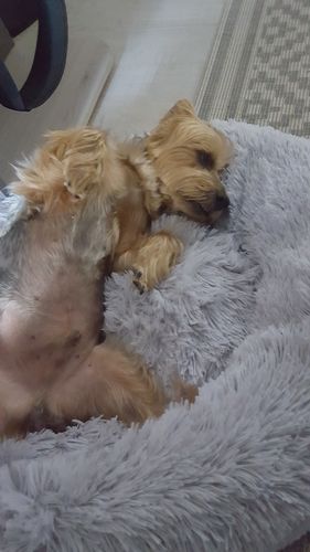 Customer photo review of Lit Apaisant Comfy® |  Pour Chien et Chat