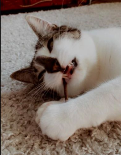 kitty chups cat treats