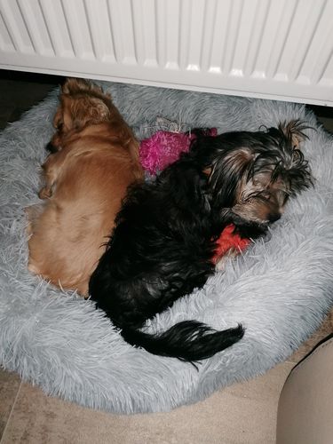 Customer photo review of Lit Apaisant Comfy® |  Pour Chien et Chat