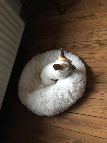 Customer photo review of Lit Apaisant Comfy® |  Pour Chien et Chat