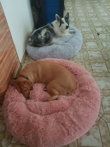 Customer photo review of Lit Apaisant Comfy® |  Pour Chien et Chat