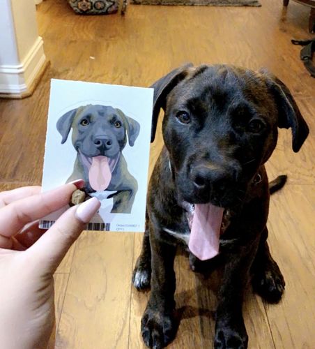 Customer photo review of Custom Pet Couch Pillow with Cover