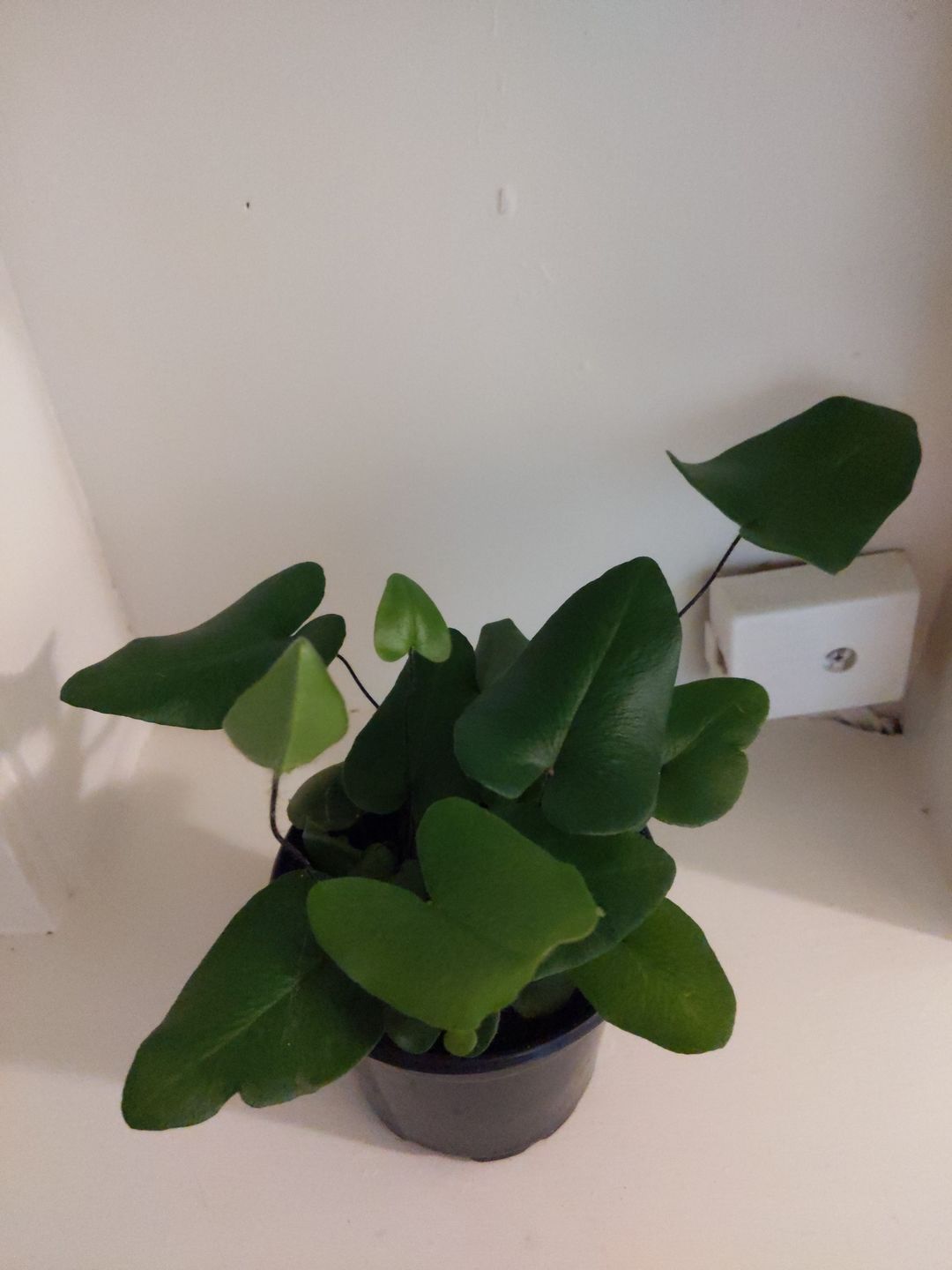 Customer photo review of 4" Fern Heart (Hemionitis Arifolia)