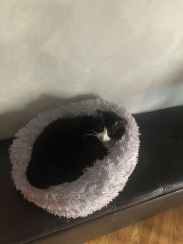 Customer photo review of Cuccia Antistress Per Pelosetti - Super Cucciolo®