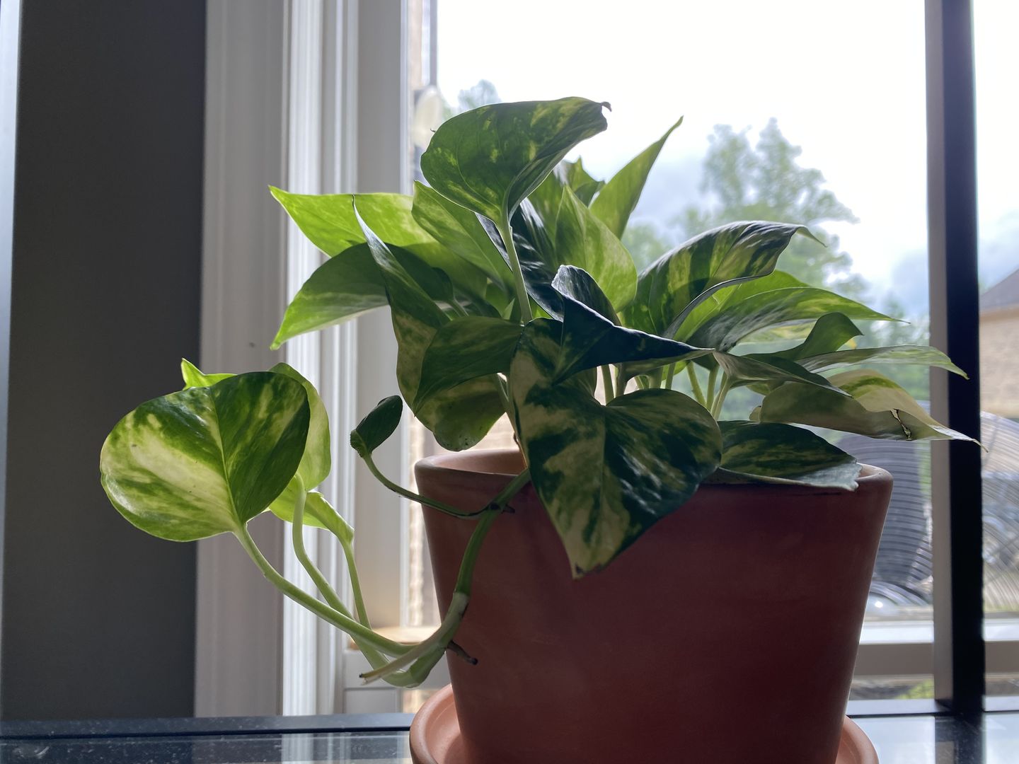 Customer photo review of 4" Pothos Golden