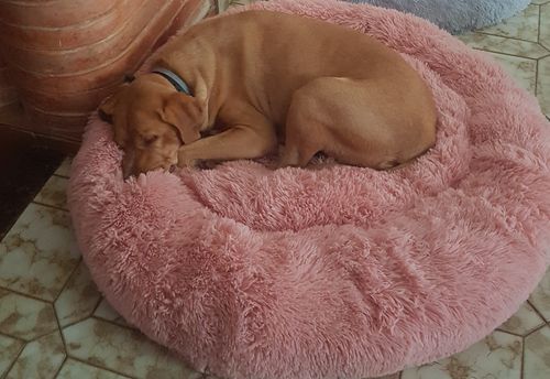 Customer photo review of Lit Apaisant Comfy® |  Pour Chien et Chat