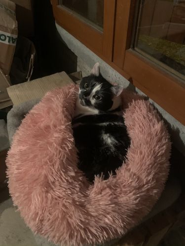 Customer photo review of Lit Apaisant Comfy® |  Pour Chien et Chat