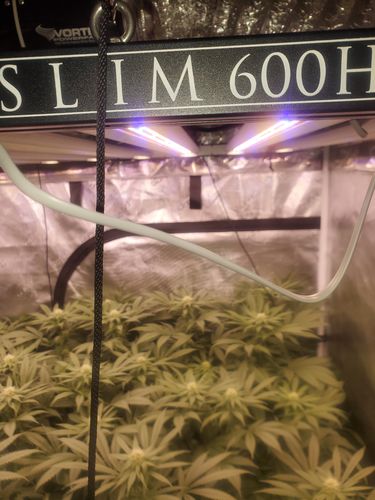 Customer photo review of Slim 600H Dimmable LED Grow Light 600w (120 Degree) 3500k