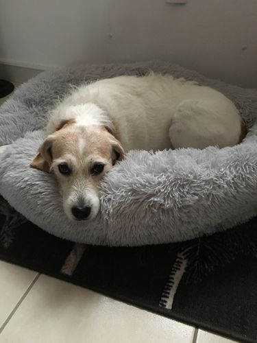 Customer photo review of Lit Apaisant Comfy® |  Pour Chien et Chat
