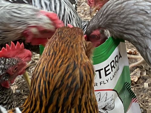 Customer photo review of GrubTerra Dried Larvae