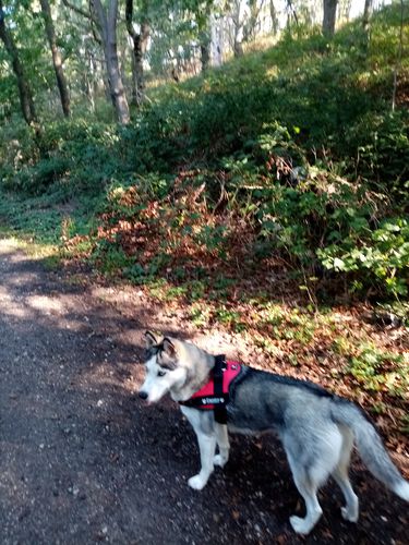 Customer photo review of Pfotenlove - Anti-Zug Personalisiertes Hundegeschirr – Premium Edition