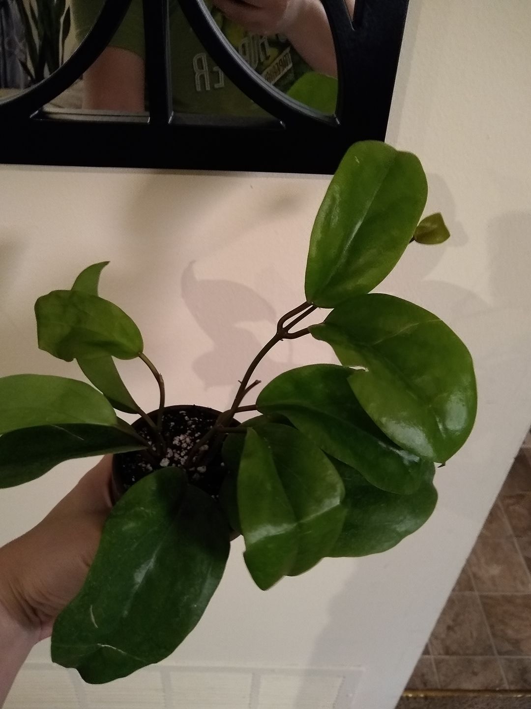Customer photo review of 3" Hoya Surigaoensis