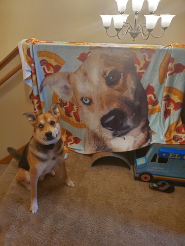 Customer photo review of Custom Pet Fleece Blanket