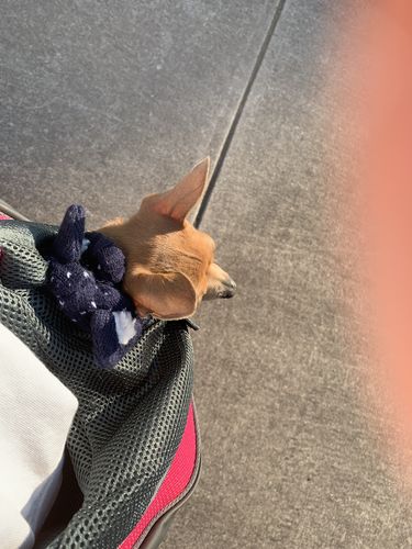 Customer photo review of Petyfy™ Shoulder Dog Bag