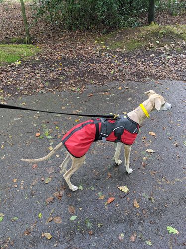 Customer photo review of Lightweight/Summer Whippet Coats
