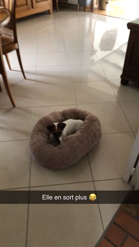 Customer photo review of Lit Apaisant Comfy® |  Pour Chien et Chat