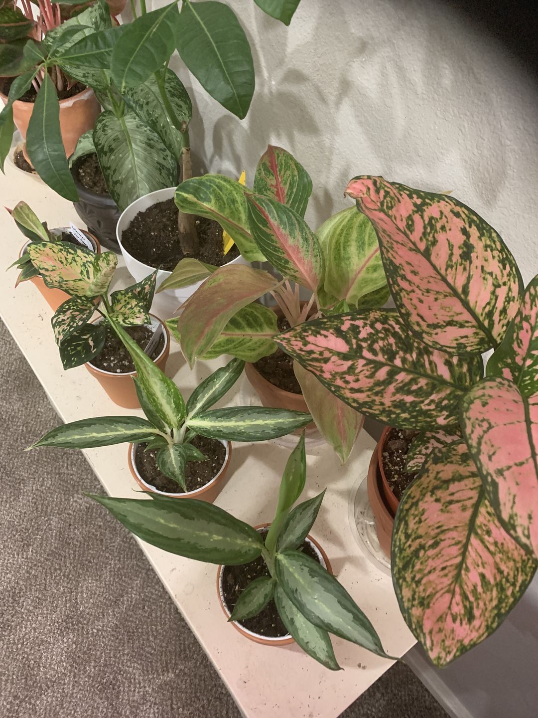 Customer photo review of 4" Aglaonema White Rain