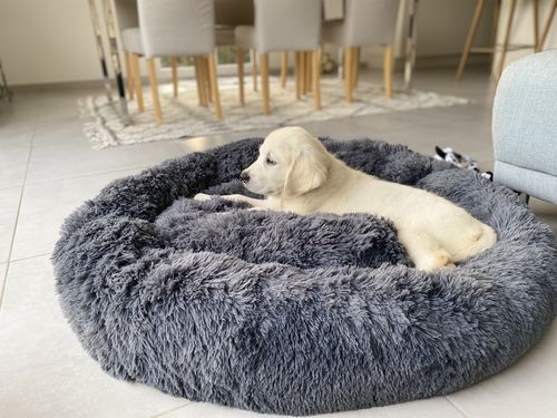 Customer photo review of Lit Apaisant Comfy® |  Pour Chien et Chat