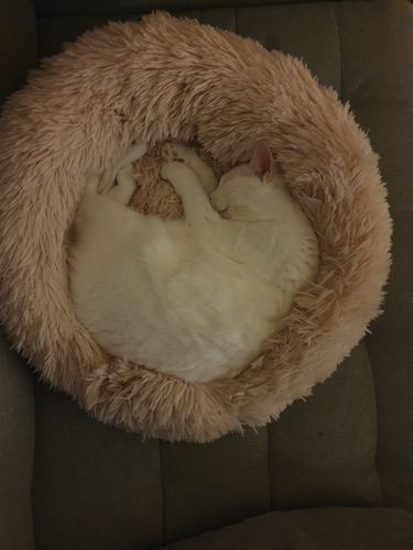 Customer photo review of CalmBed  - Motverkar stress & hjälper mot ångest